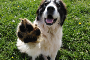 Os segredos da linguagem corporal canina