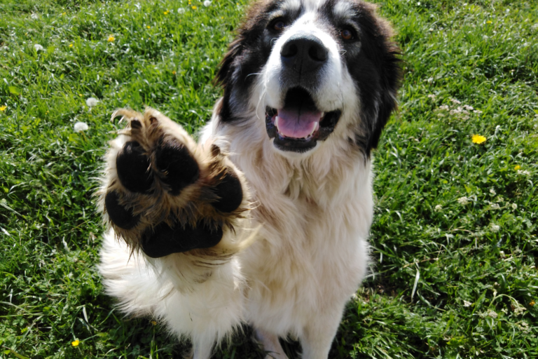 Os segredos da linguagem corporal canina